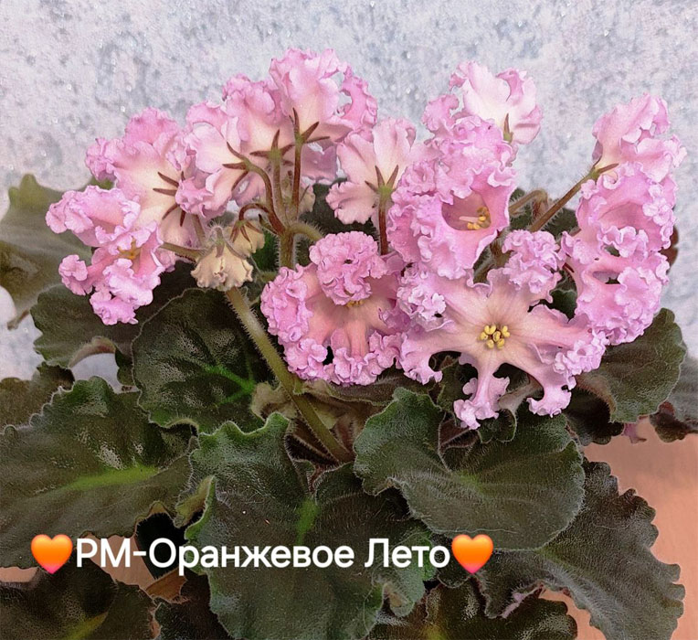рм-оранжевое-лето.jpg