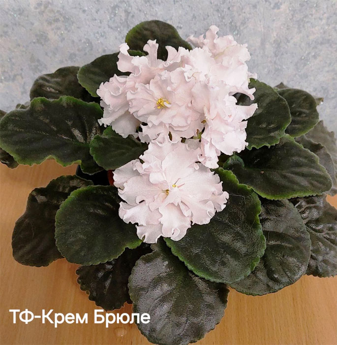 тф-крем-брюле.jpg