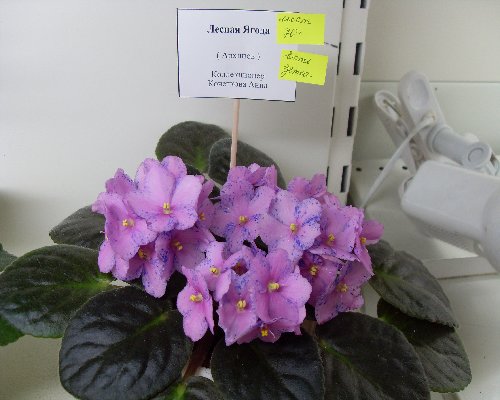 Лесная Ягода (Архипов) из коллекции Кочетковой Анны