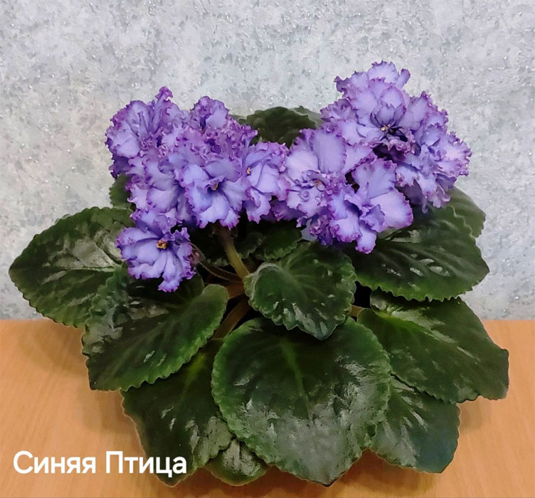 синяя-птица.jpg