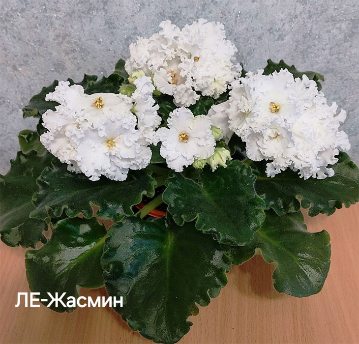 ле-жасмин.jpg