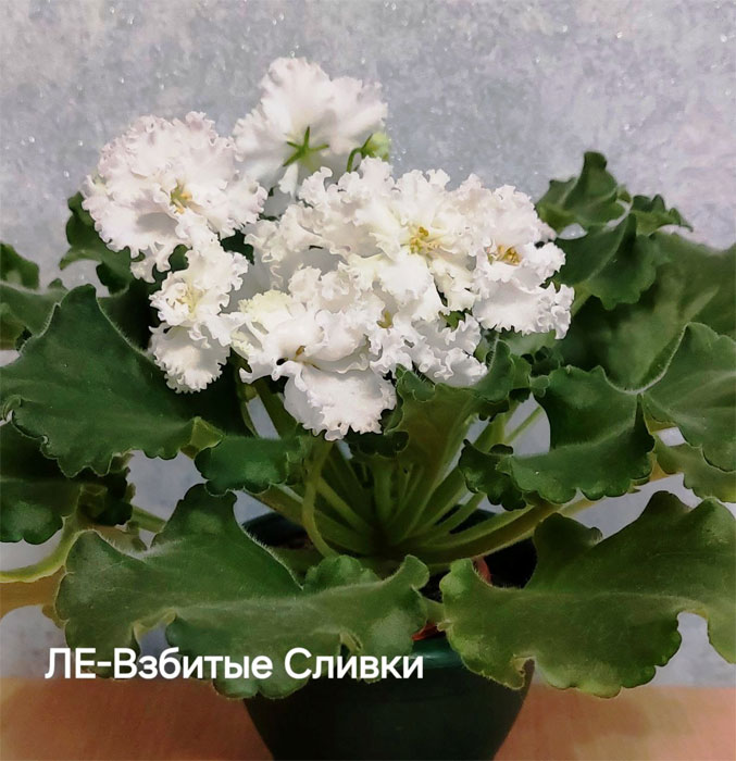 ле-взбитые-сливки.jpg