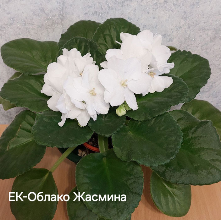 ек-облако-жасмина.jpg