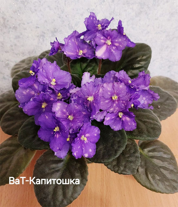 ват-капитошка.jpg