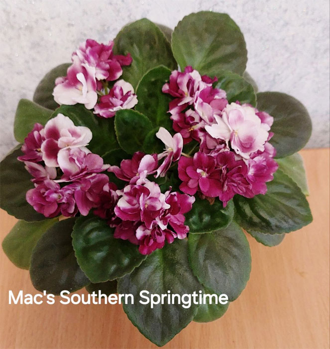 macs-southern-springtime.jpg