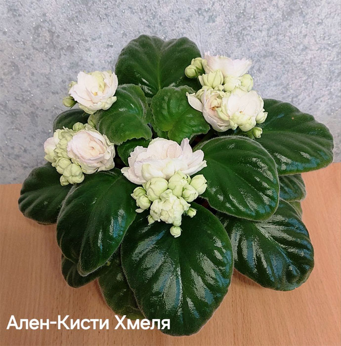 ален-кисти-хмеля.jpg