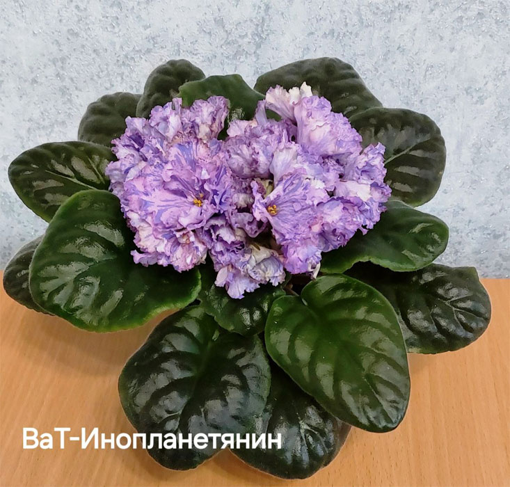 ват-инопланетянин.jpg