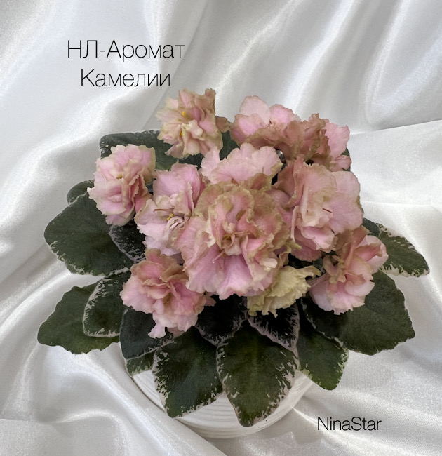 НЛ-Аромат Камелии