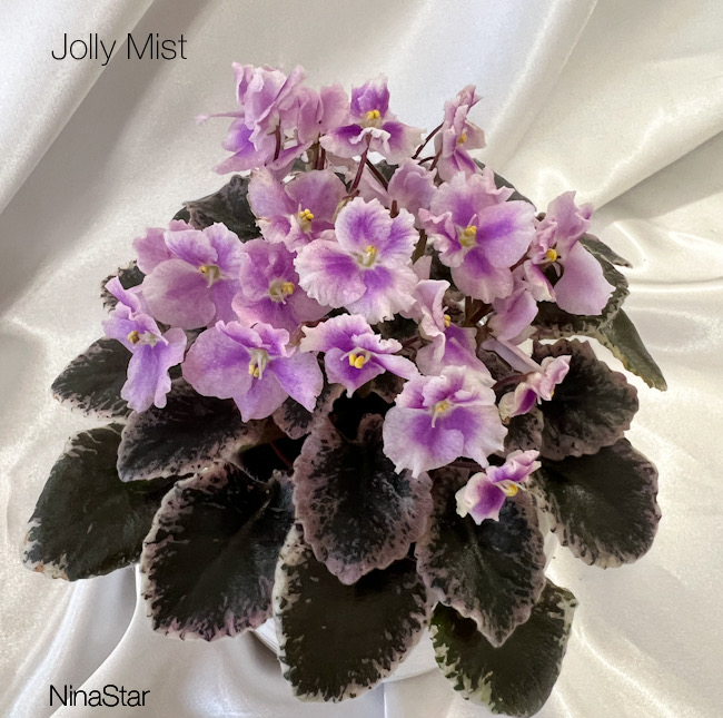Jolly Mist