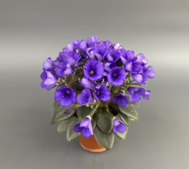 Jolly Blue Bells.jpg