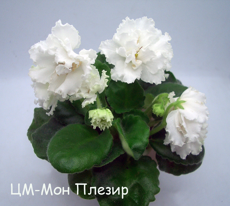 CIMG6352.jpg
