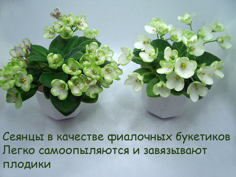 CIMG6354.jpg