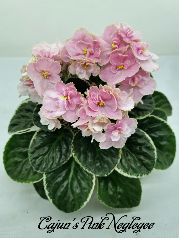 Cajun's-Pink-Neglegee.jpg