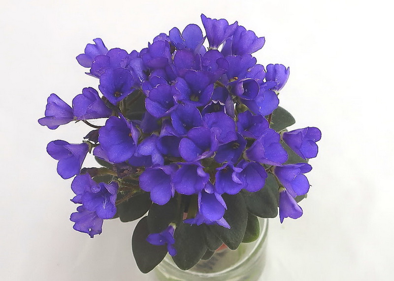 Jolly Blue Bells (H.Pittman)  колл.М.Шум.JPG