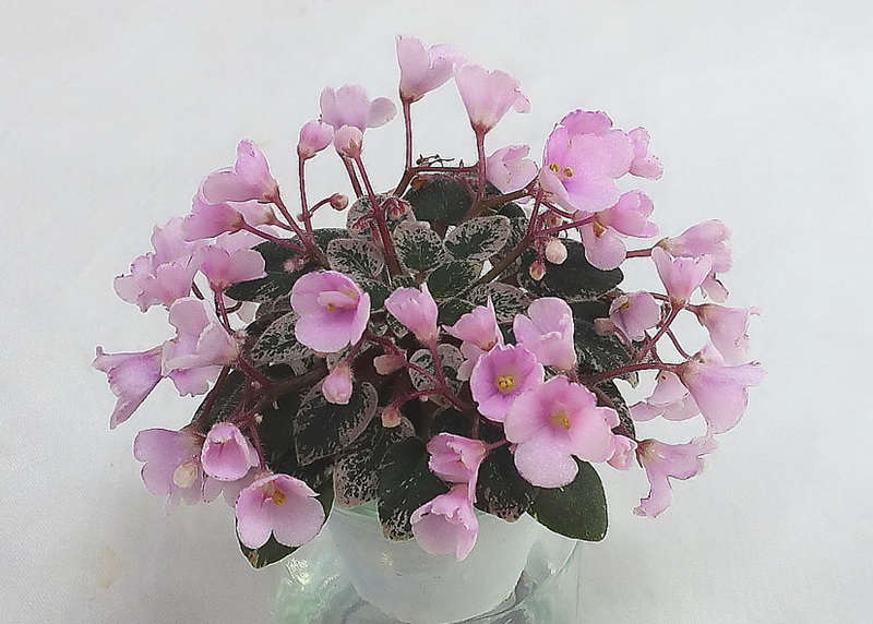 Precious Pixie (S. Sorano)  колл.И.Конышева.JPG