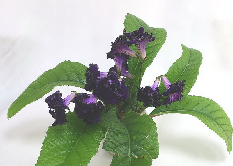 DS-Encre Noire (Dimetris)  колл.М.Тюрина.JPG