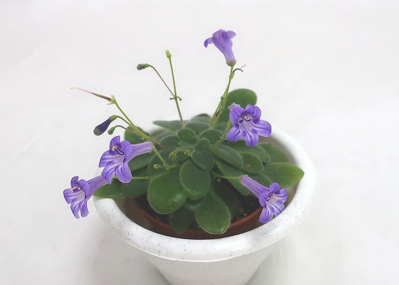 Primulina petrocosmeoides  колл.Н.Старостенко.JPG