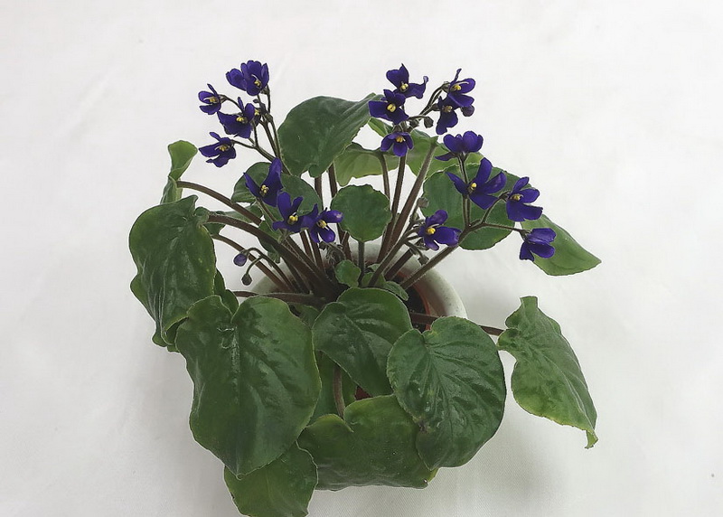 S. clone orbicularis var. Purpurea  колл.Н.Старостенко.JPG