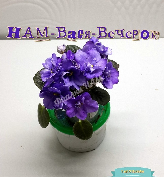 первое цветение, шапка в 80 мл
