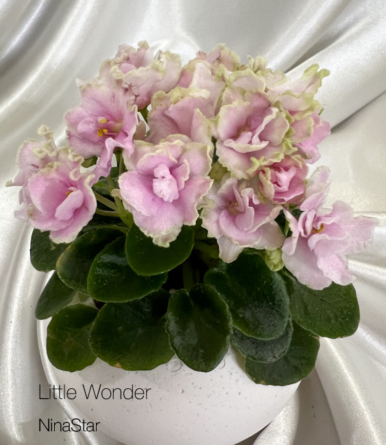 Little Wonder