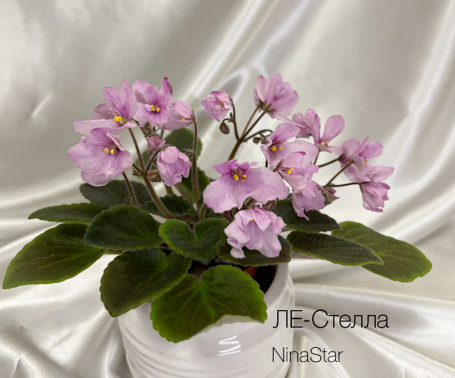 ЛЕ-Стелла