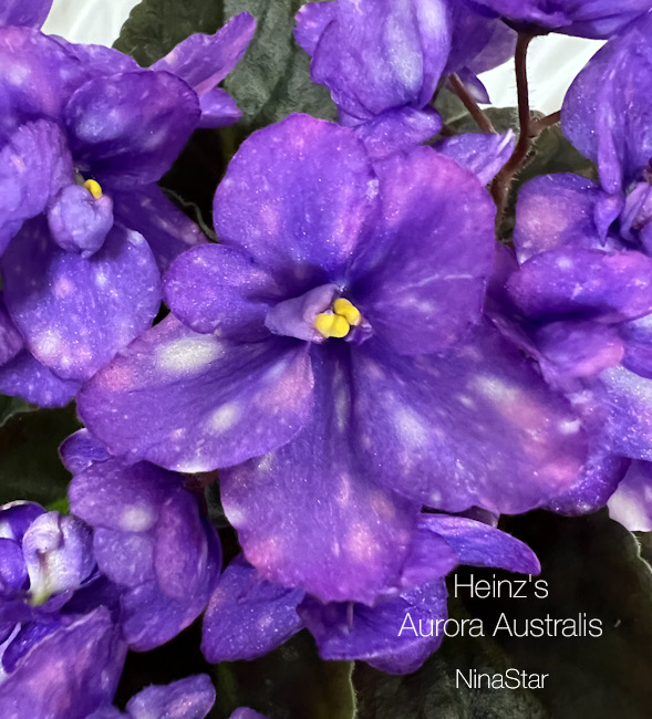Heinz's Aurora Australis
