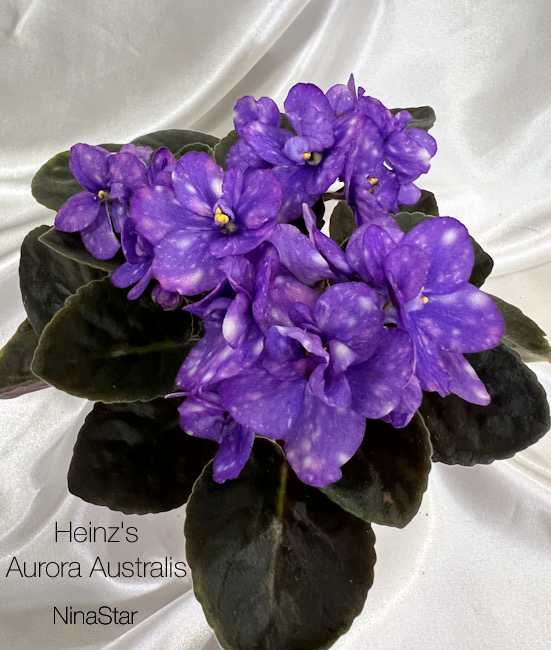 Heinz's Aurora Australis
