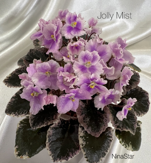 Jolly Mist