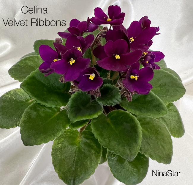 Celina Velvet Ribbons