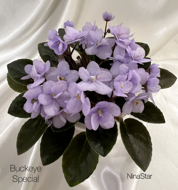 Buckeye Special