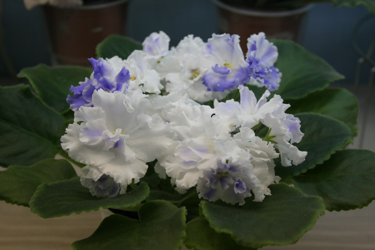 ЛЕ-МОРЕ СЧАСТЬЯ