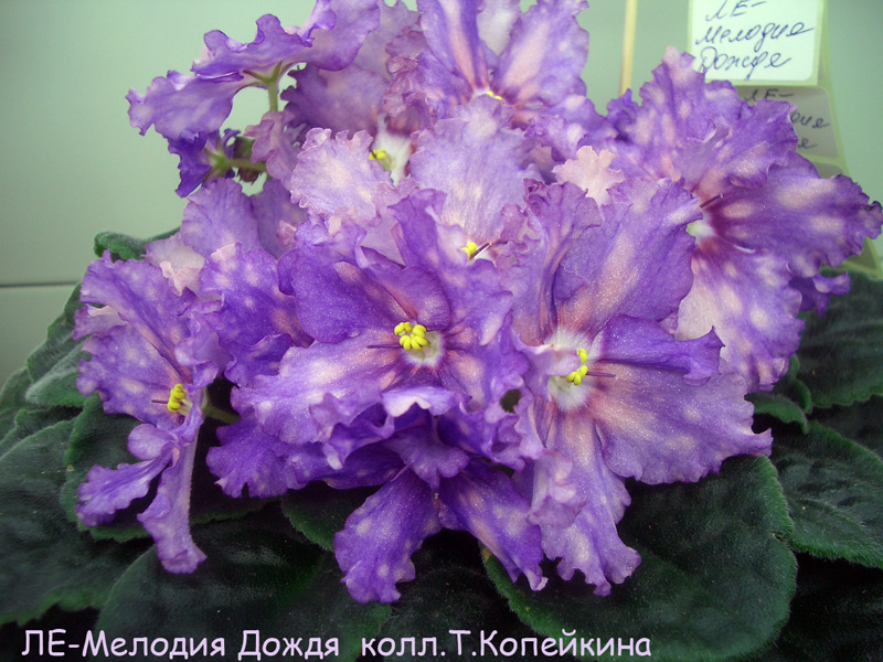 CIMG6385.JPG