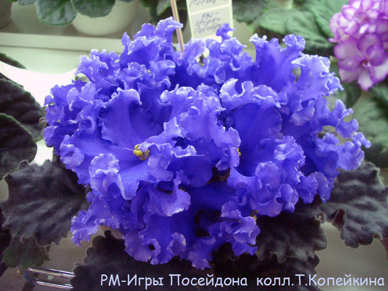 CIMG6387.JPG