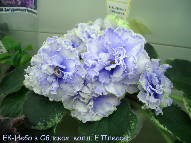 CIMG6399.JPG