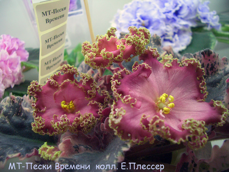 CIMG6403.JPG