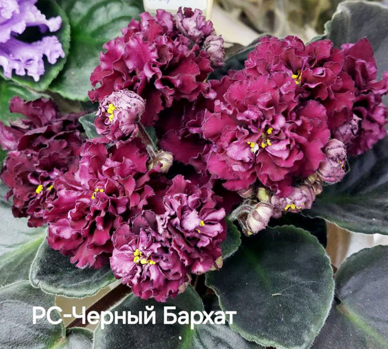 федорова_рс-черный-бархат.jpg