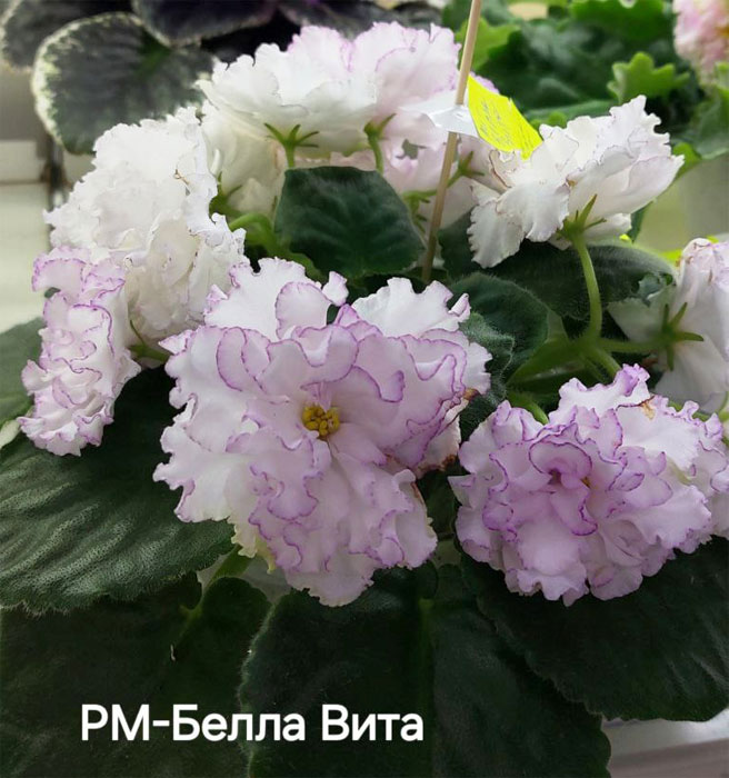 тюрина_рм--белла-вита.jpg