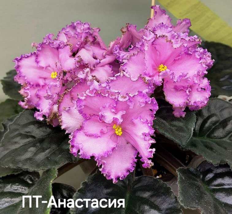 тюрина_пт-анастасия.jpg