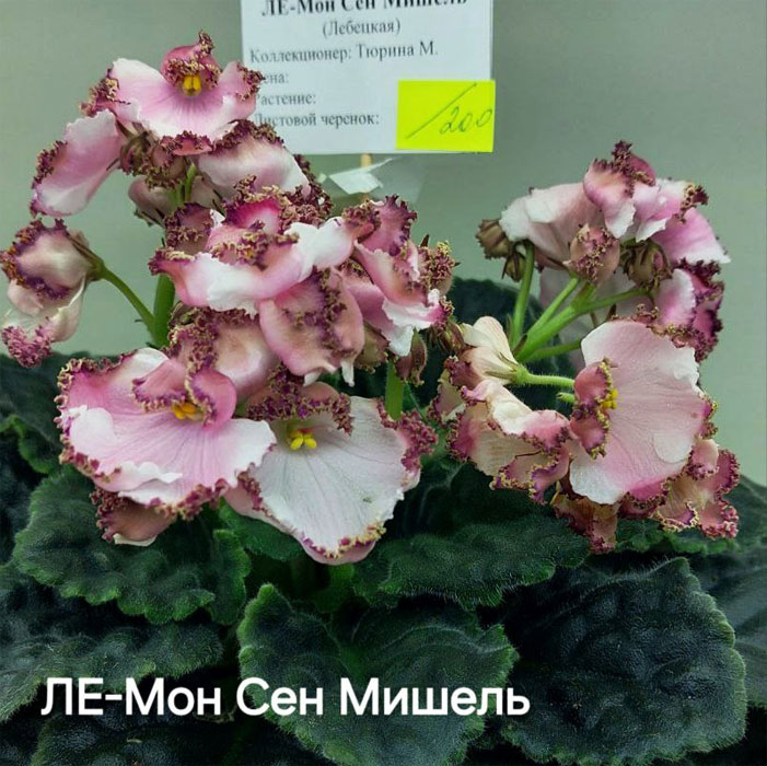 тюрина_ле-мон-сен-мишель.jpg