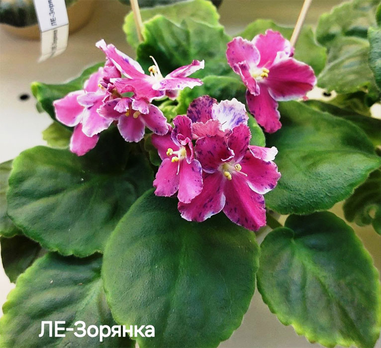 ивашкина_ле-зорянка.jpg