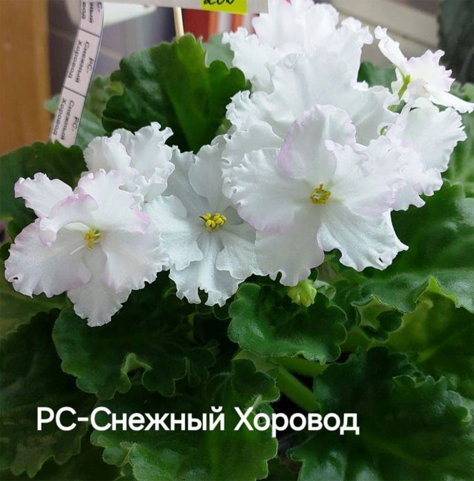 ивашкина_рс-снежный-хоровод.jpg