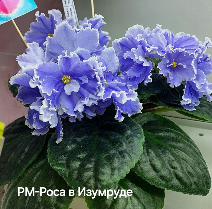 ивашкина_рм-роса-в-изумруде.jpg