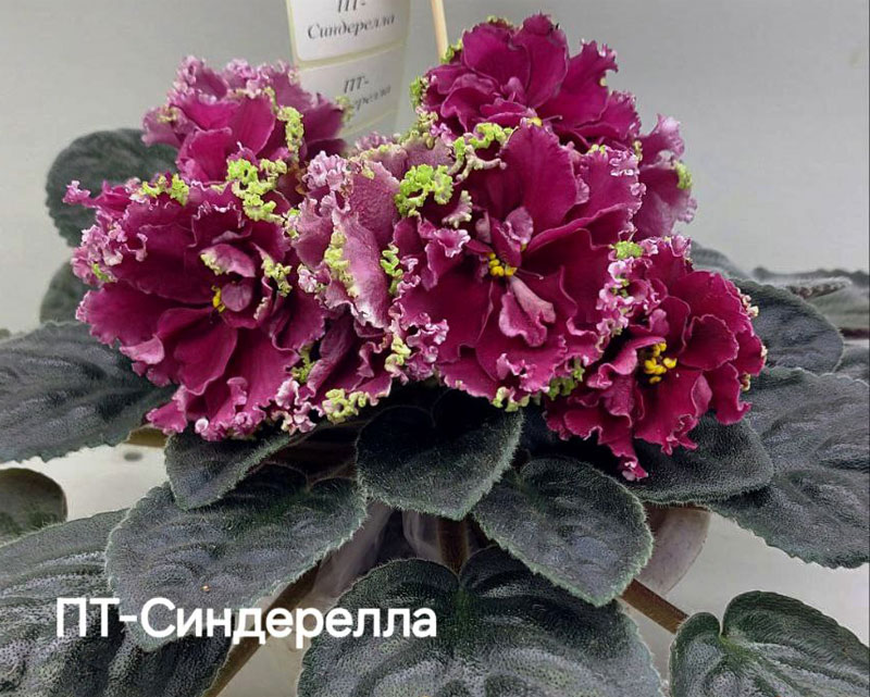 плессер_пт-синдерелла.jpg