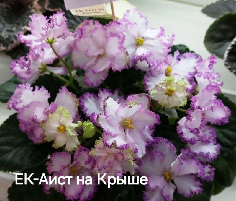 плессер_ек-аист-на-крыше.jpg