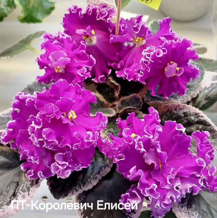 плессер_пт-королевич-елисей.jpg