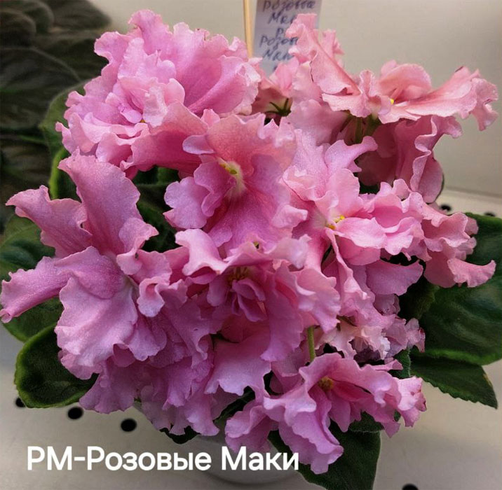 карпова_рм-розовые-маки.jpg