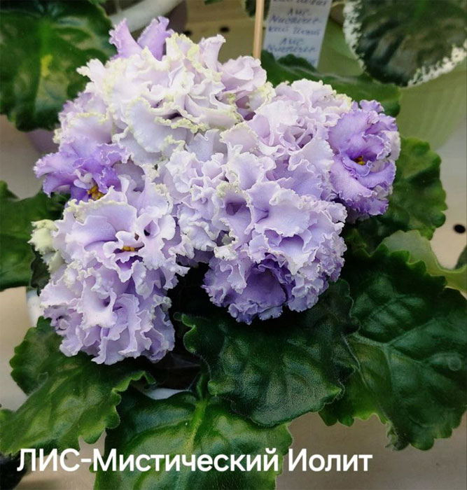 карпова_лис-мистич-иолит.jpg