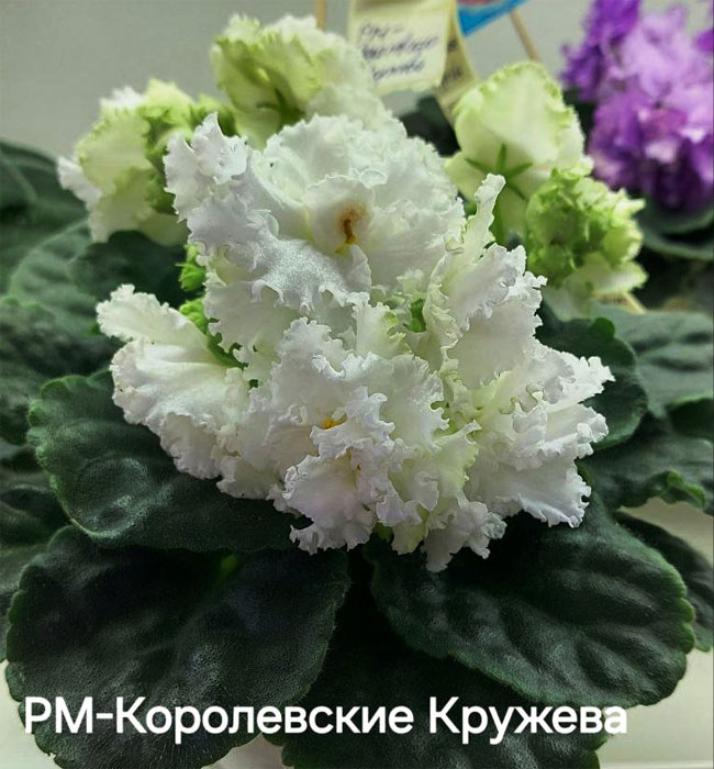 копейкина_рм-корол-кружева.jpg