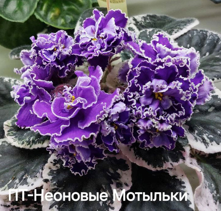 данилина_пт-неоновые-мотыль.jpg