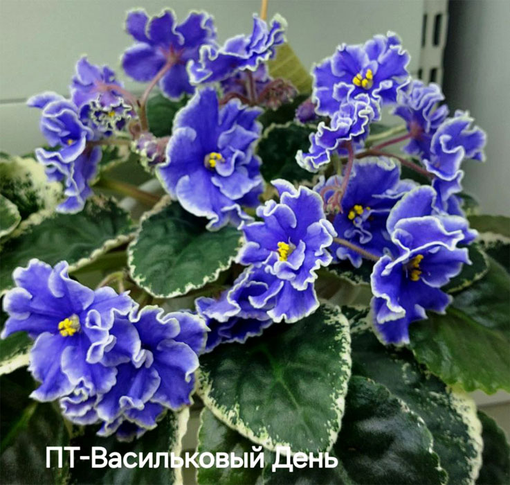 данилина_пт-васильк-день.jpg